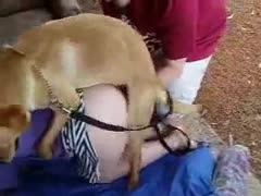 An animal is screwing a thick-bottomed amateur babe wearing flimsy nylons.